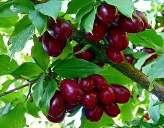 Запорізьке господарство Famberry збирає врожай кизилу